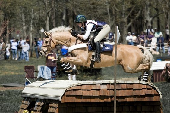 Palomino Horses